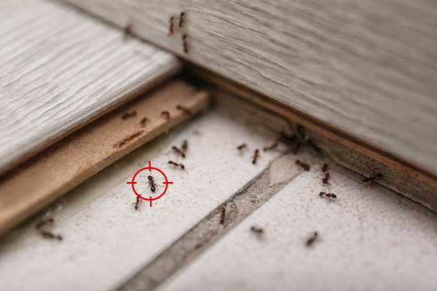 Best Affordable Pest Control Services  in Mitchell, NE